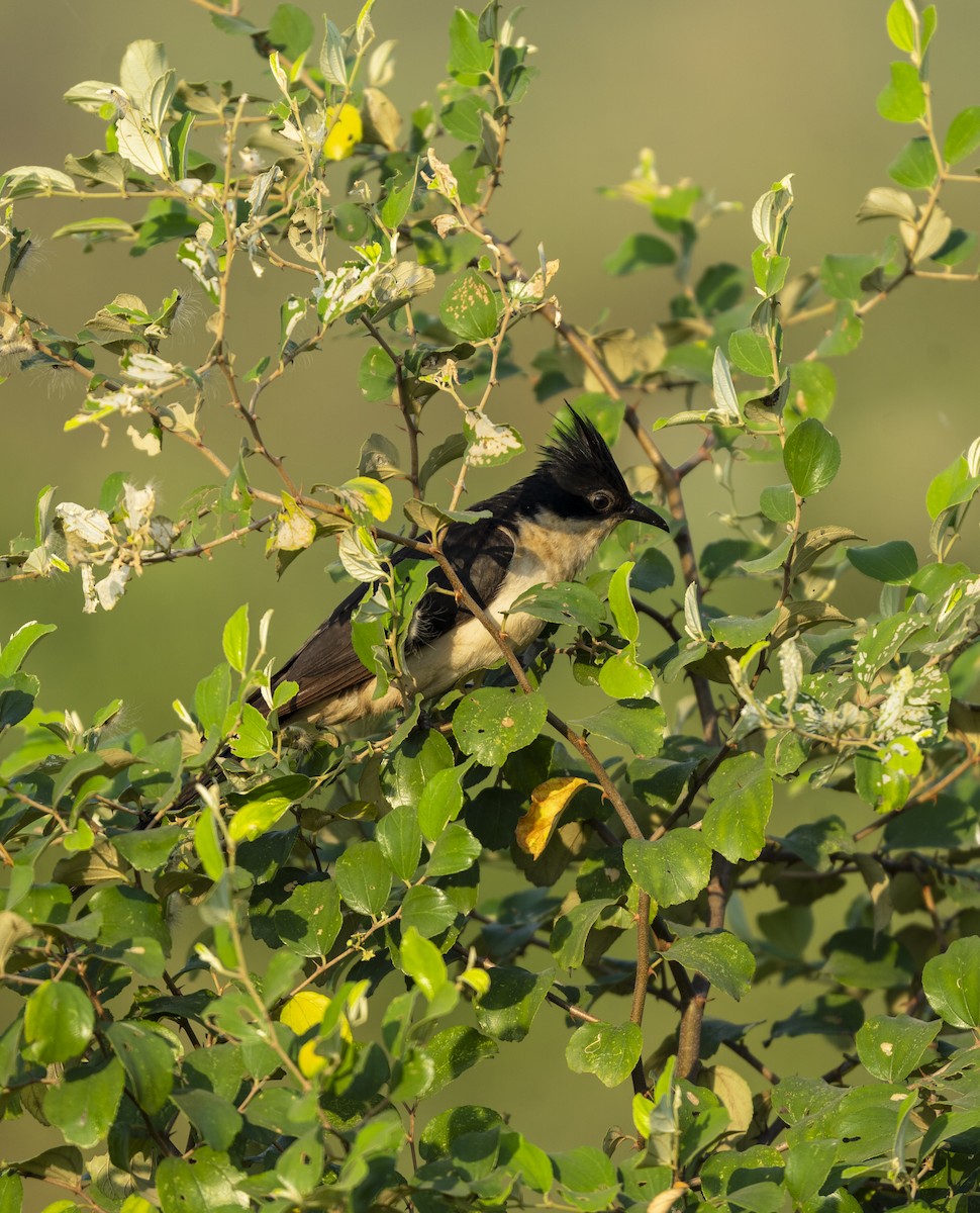 Pied Cuckoo - ML645193791