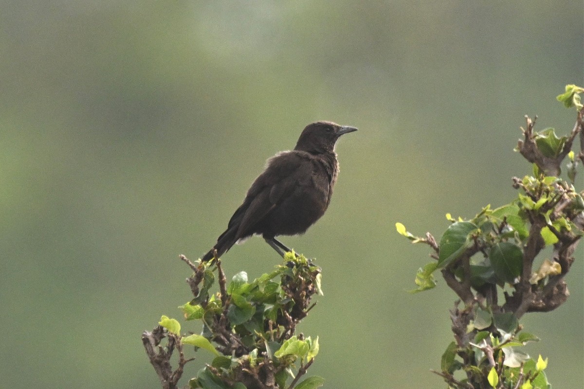 Rußschmätzer - ML645193792