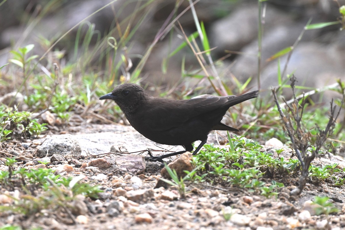 Rußschmätzer - ML645193794