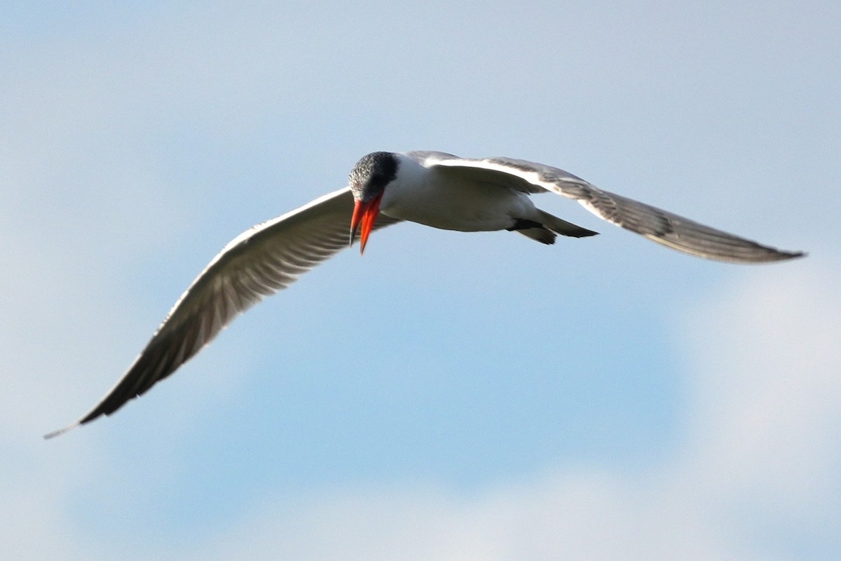 Hazar Sumrusu - ML645193795