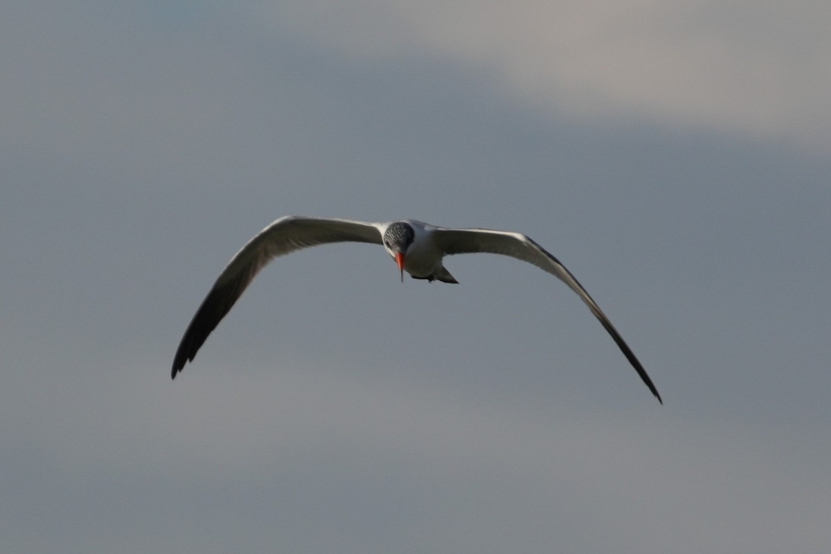 Hazar Sumrusu - ML645193796