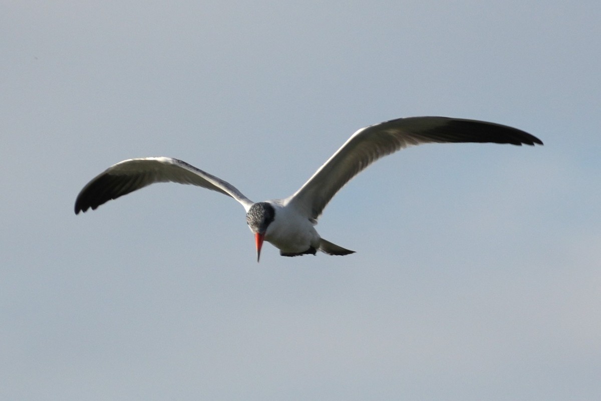 Hazar Sumrusu - ML645193797