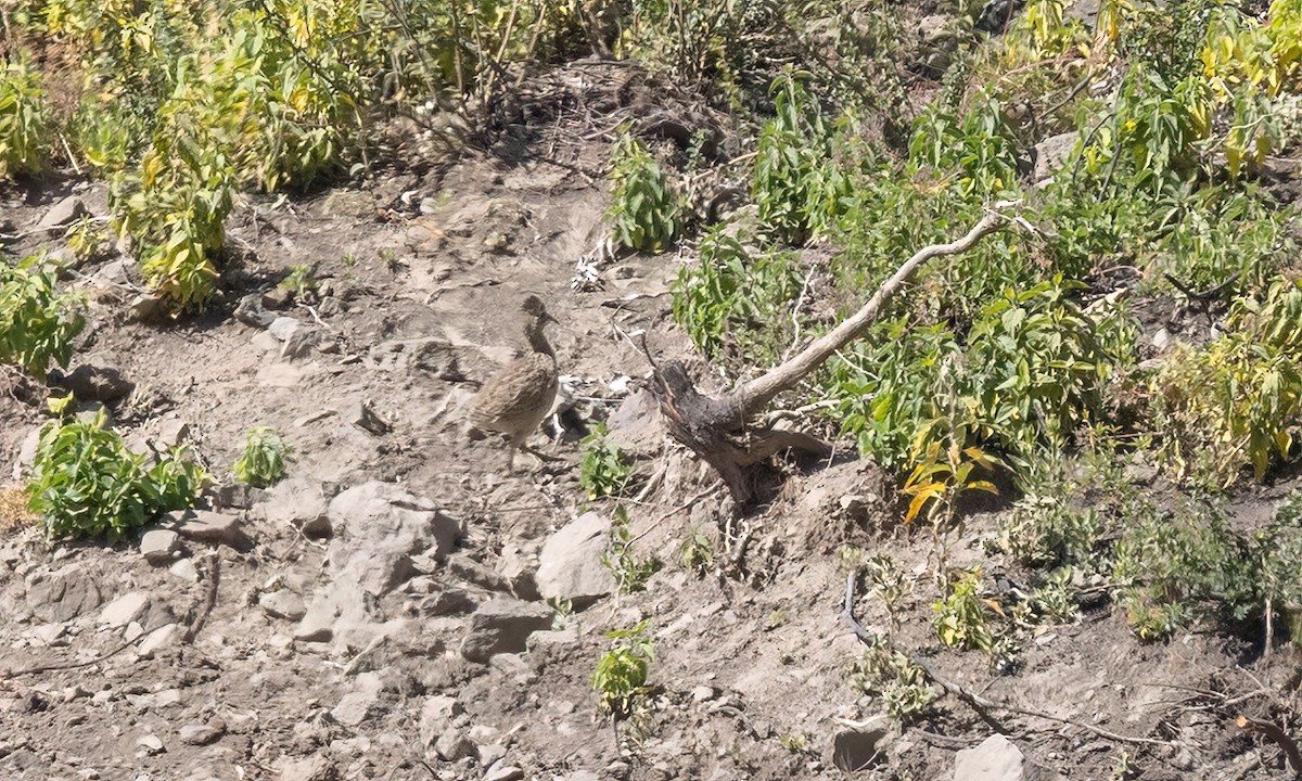 Інамбу андський - ML645193799