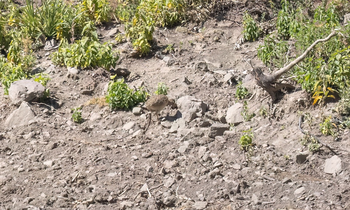 Інамбу андський - ML645193800