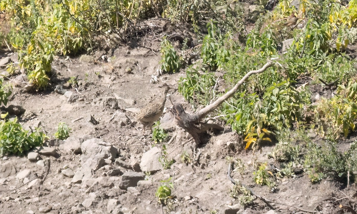 Інамбу андський - ML645193801