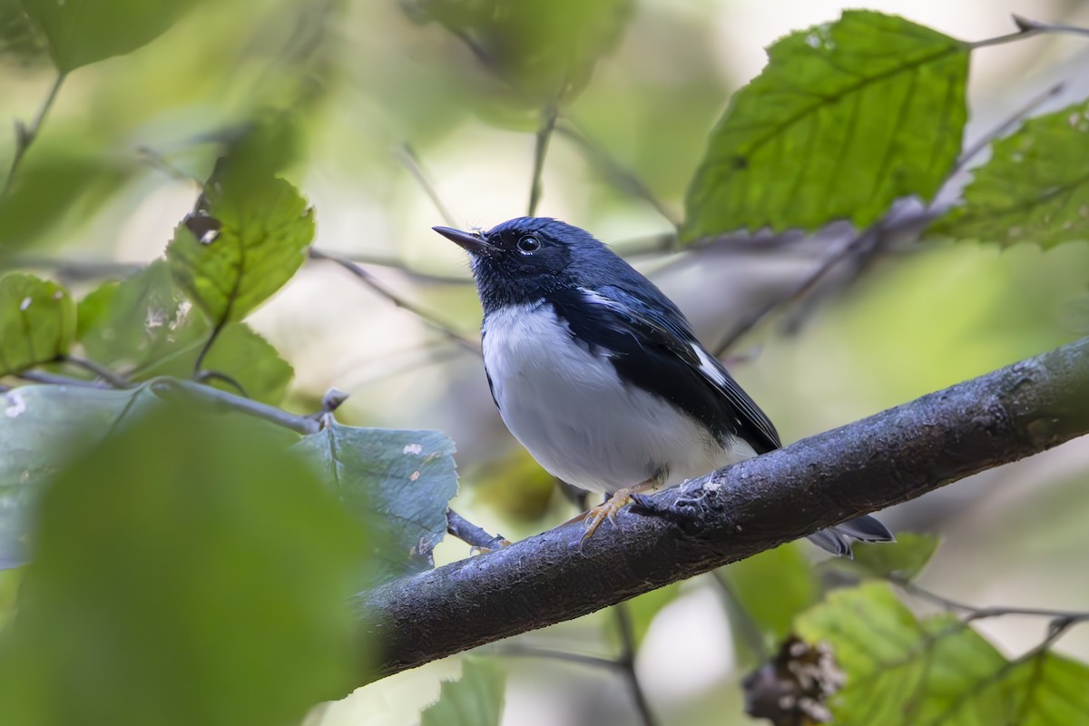 Black-throated Blue Warbler - ML645193806