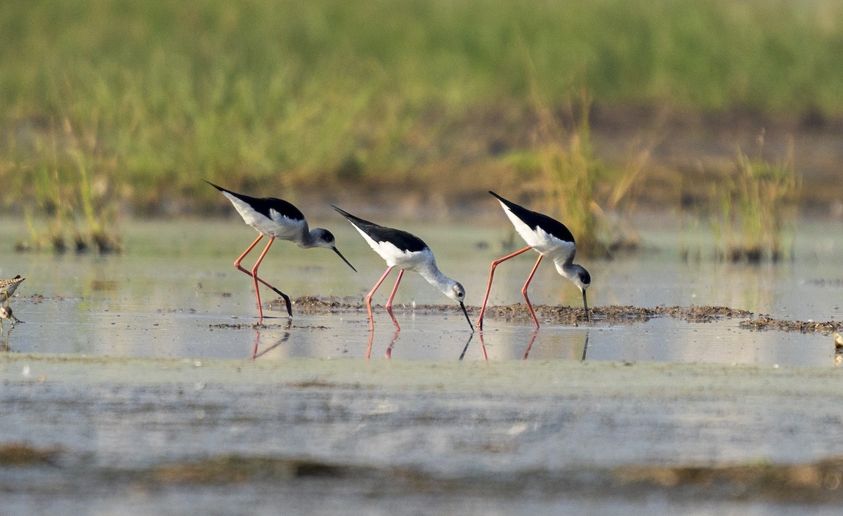 Black-winged Stilt - ML645193810