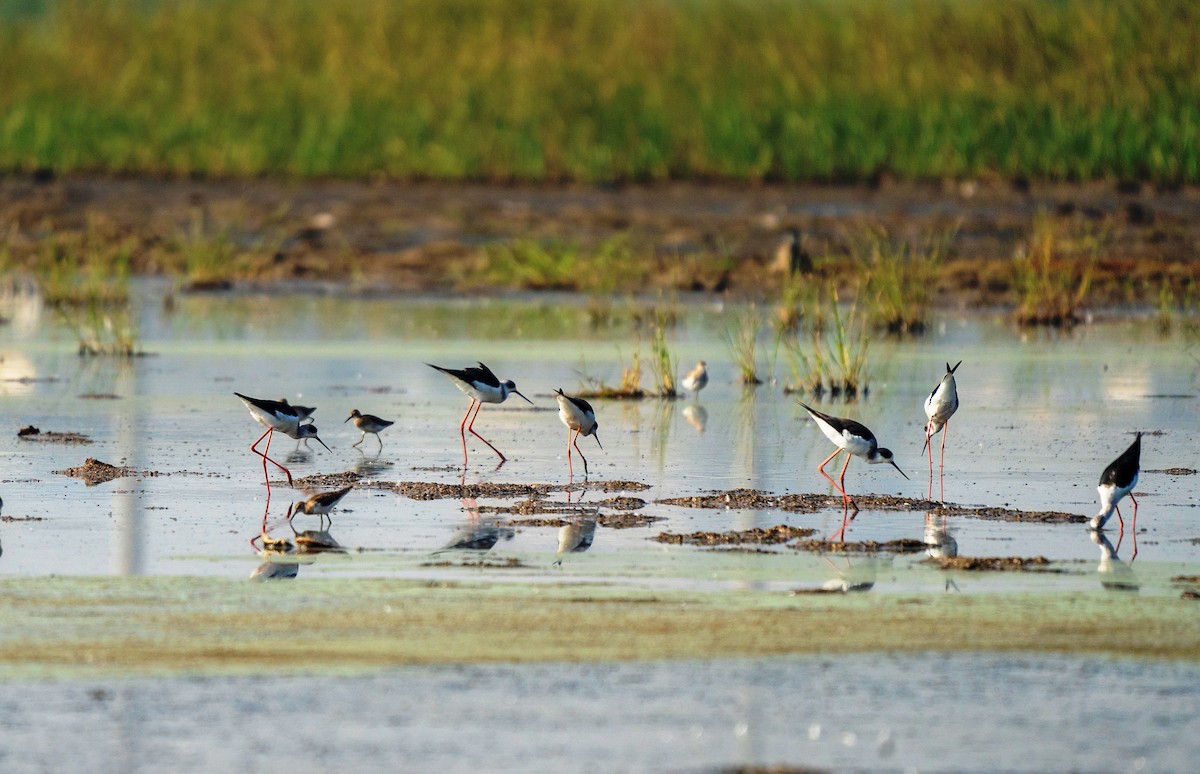 Black-winged Stilt - ML645193813