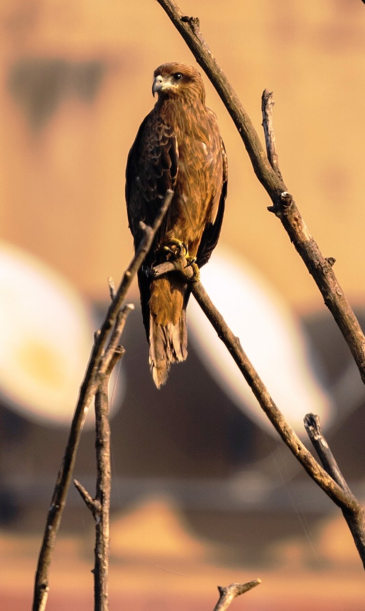 Black Kite - ML645193822