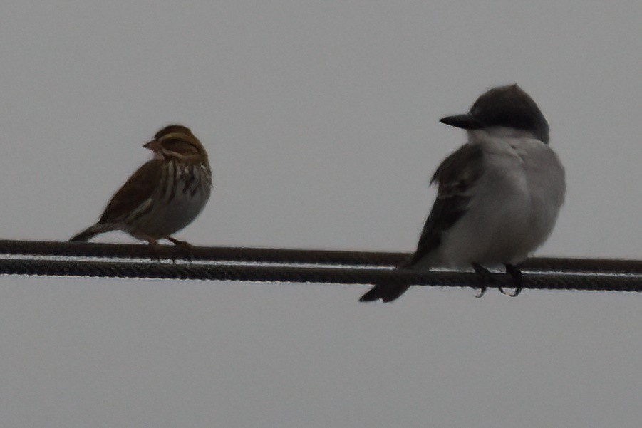 Пасовник савановий - ML645193827