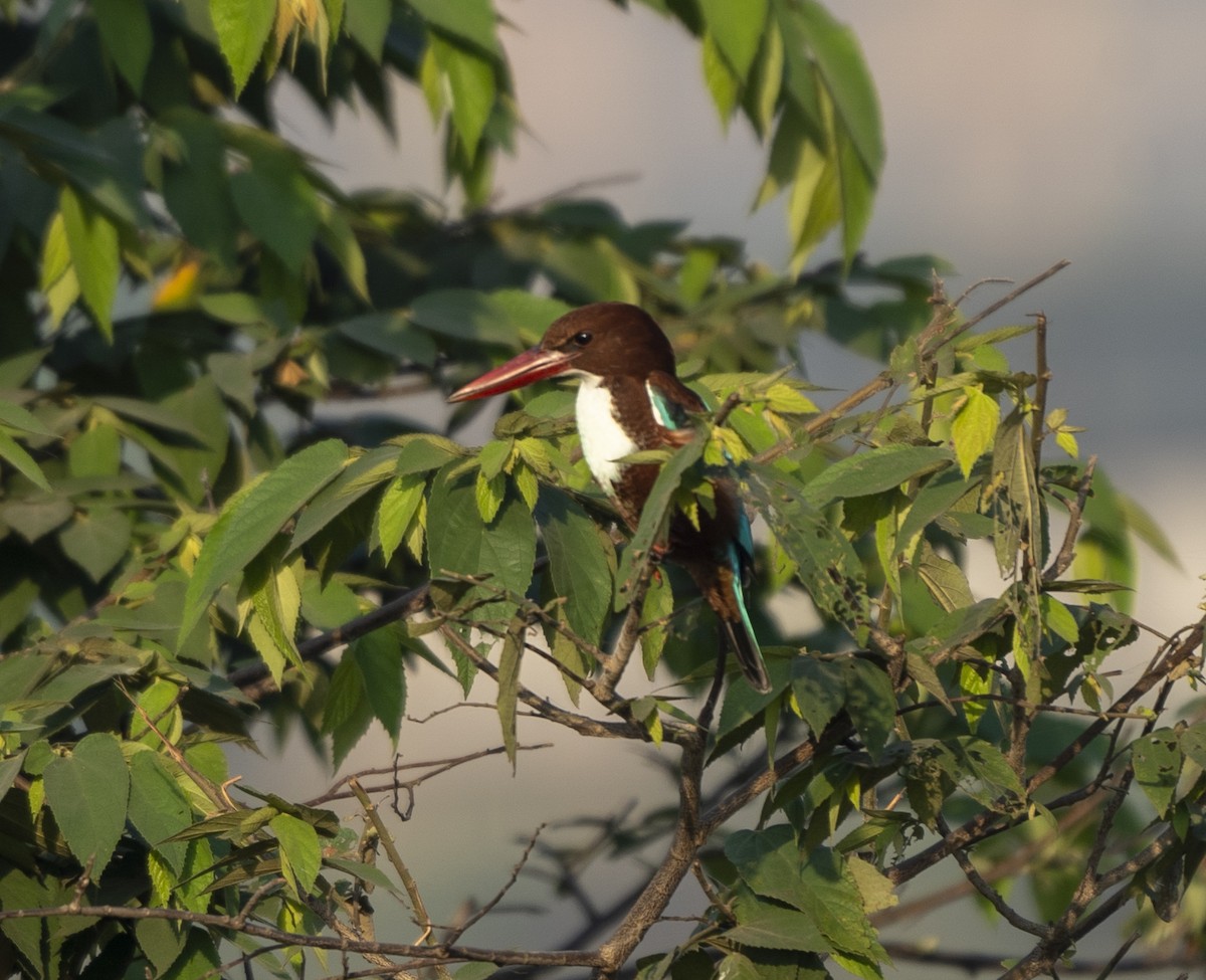 White-throated Kingfisher - ML645193828