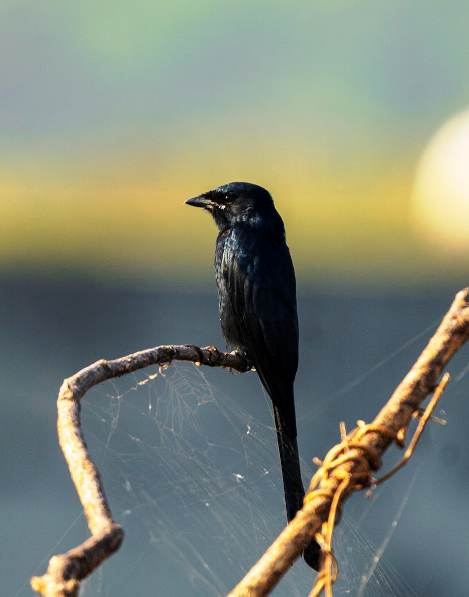 Black Drongo - ML645193838