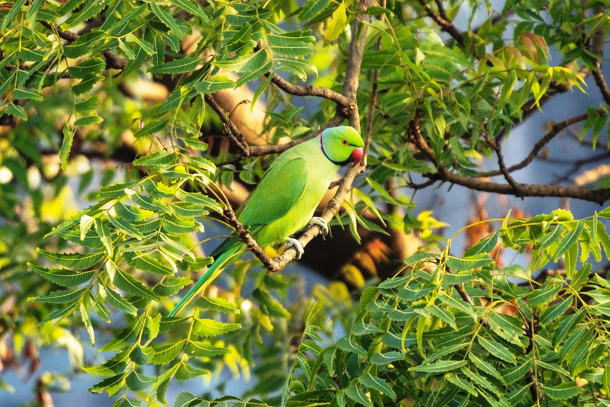 Rose-ringed Parakeet - ML645193843