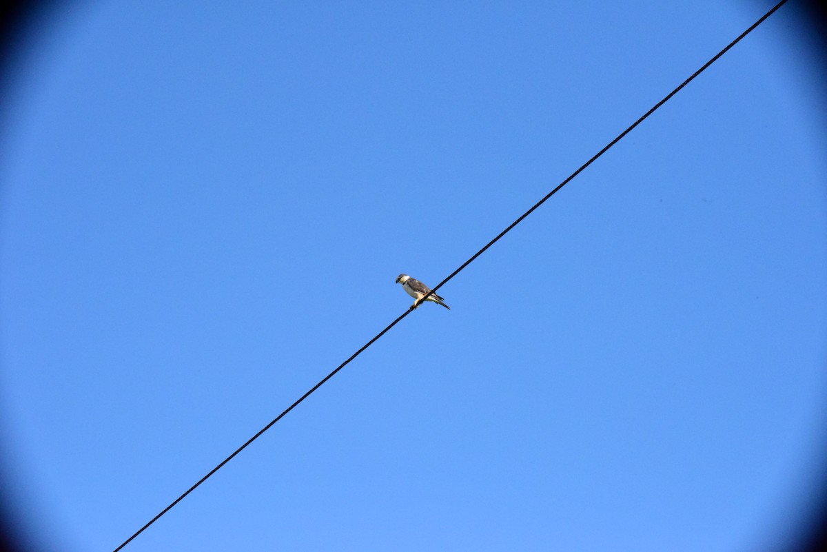 Pearl Kite - ML645193850