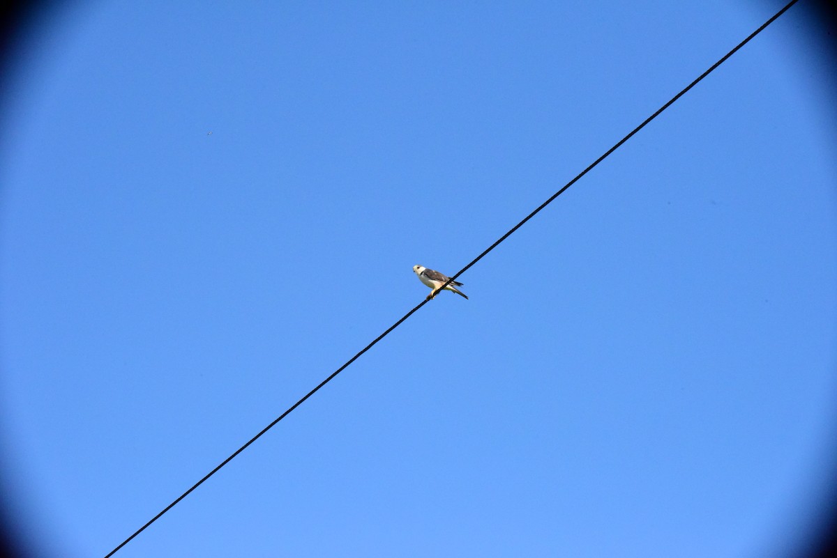 Pearl Kite - ML645193851