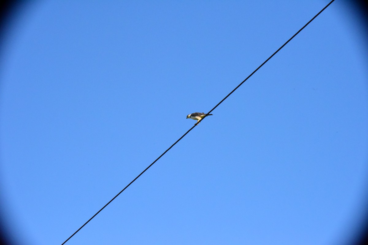 Pearl Kite - ML645193853