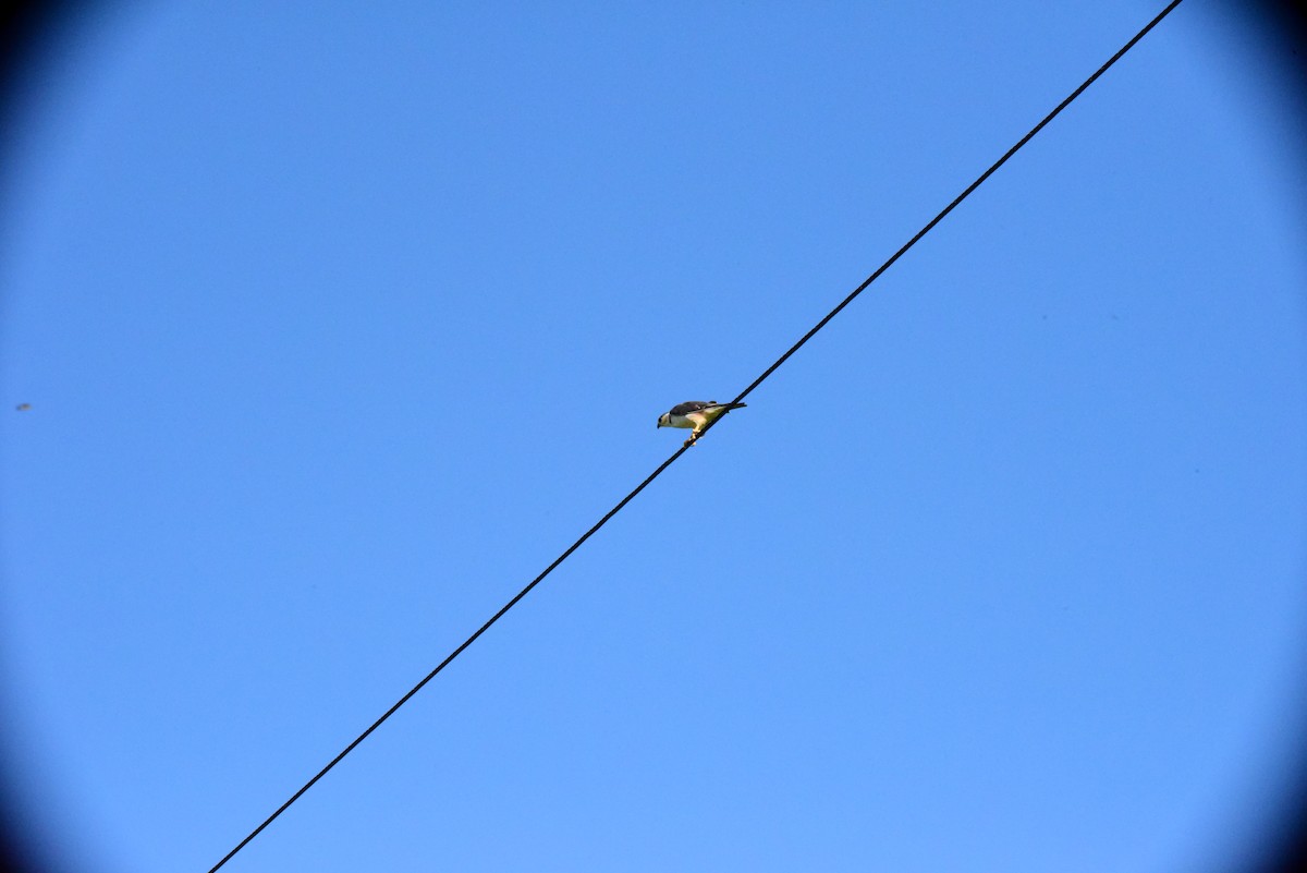 Pearl Kite - ML645193854