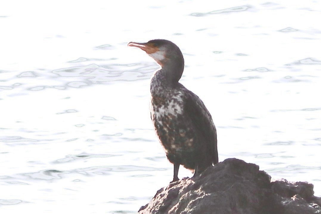 Japanese Cormorant - ML645193860