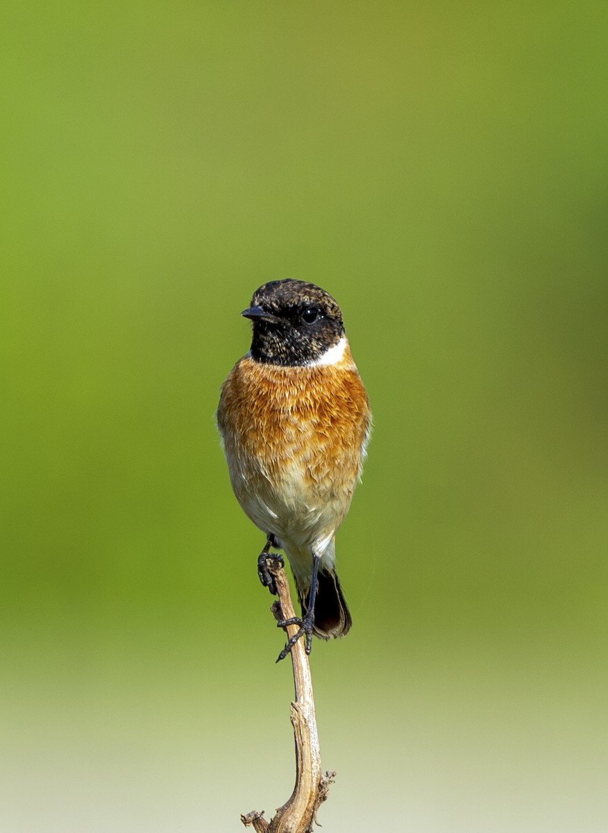Siberian Stonechat - ML645193861