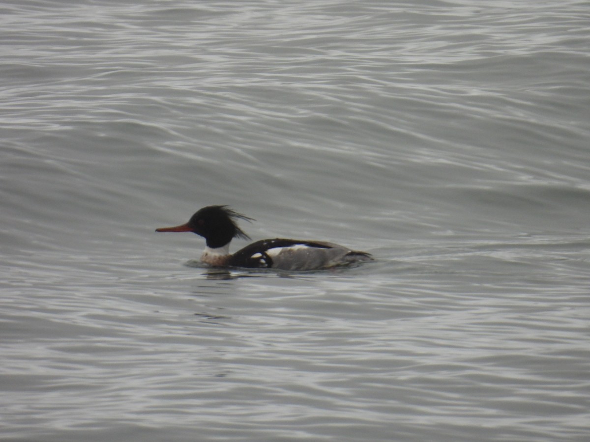 Red-breasted Merganser - ML645193863