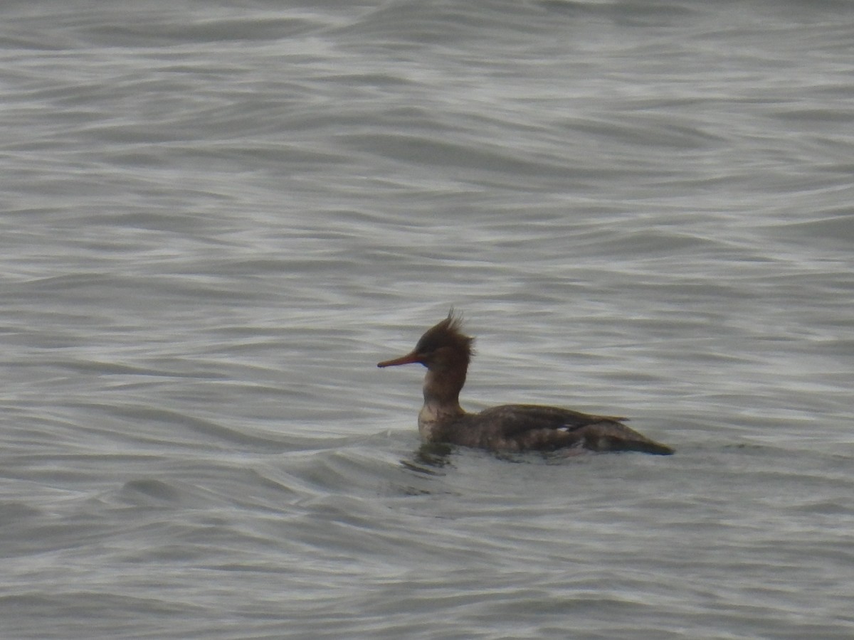 Red-breasted Merganser - ML645193875