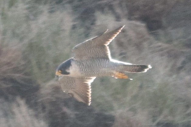 sokol stěhovavý - ML645193884