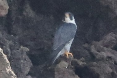 sokol stěhovavý - ML645193885