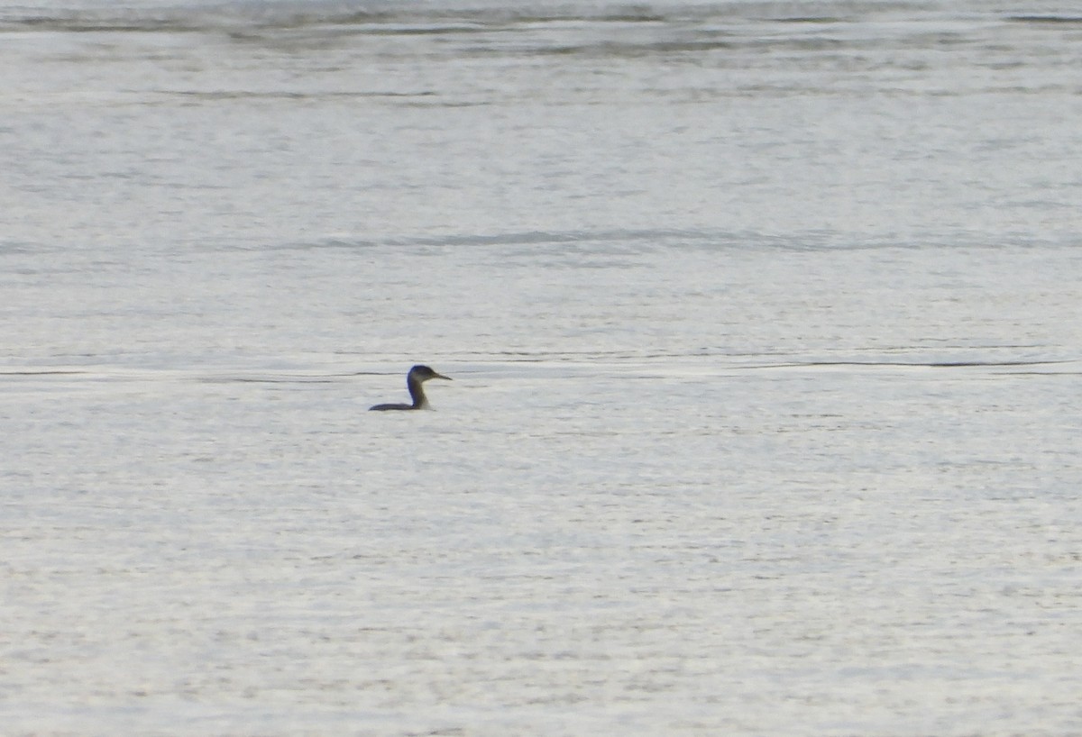 Пірникоза сірощока - ML645193900