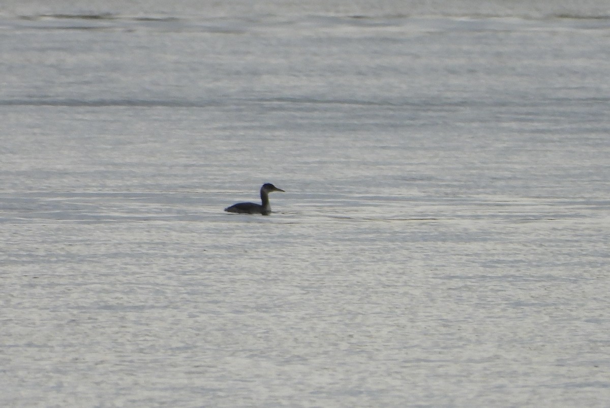 Пірникоза сірощока - ML645193901