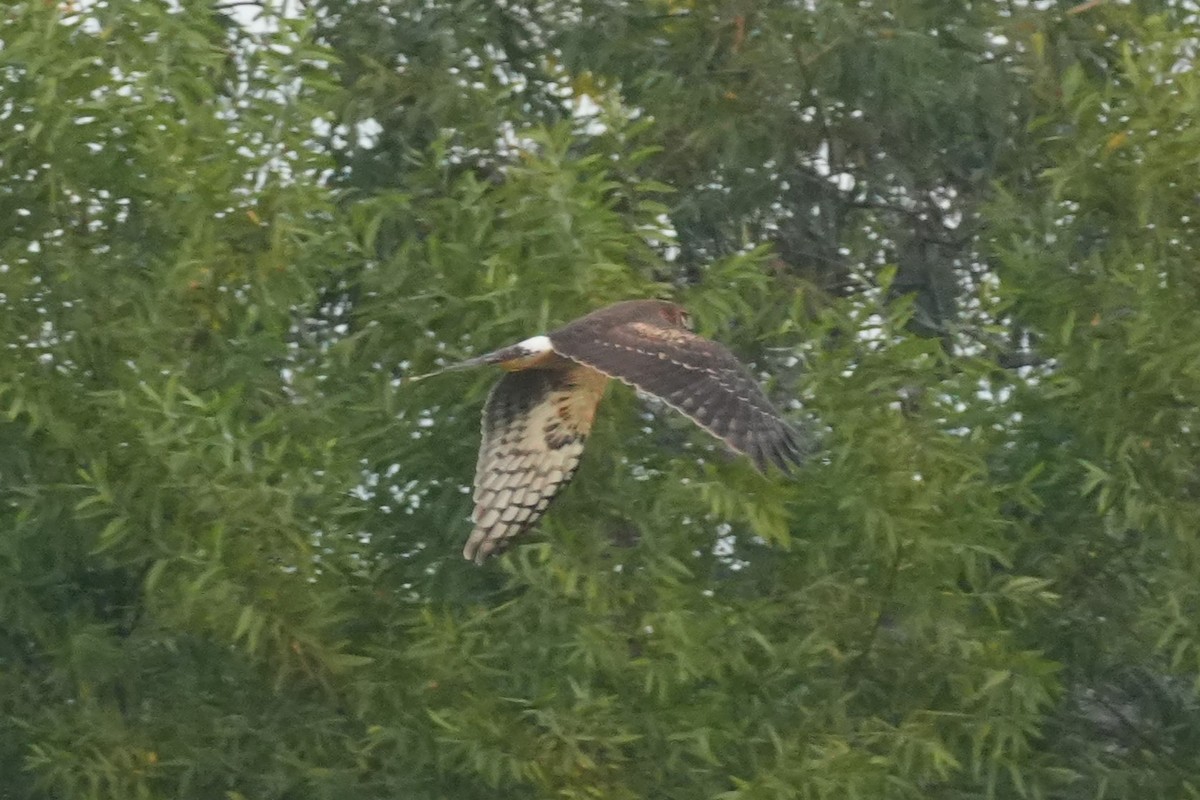 mørkmyrhauk - ML645193908