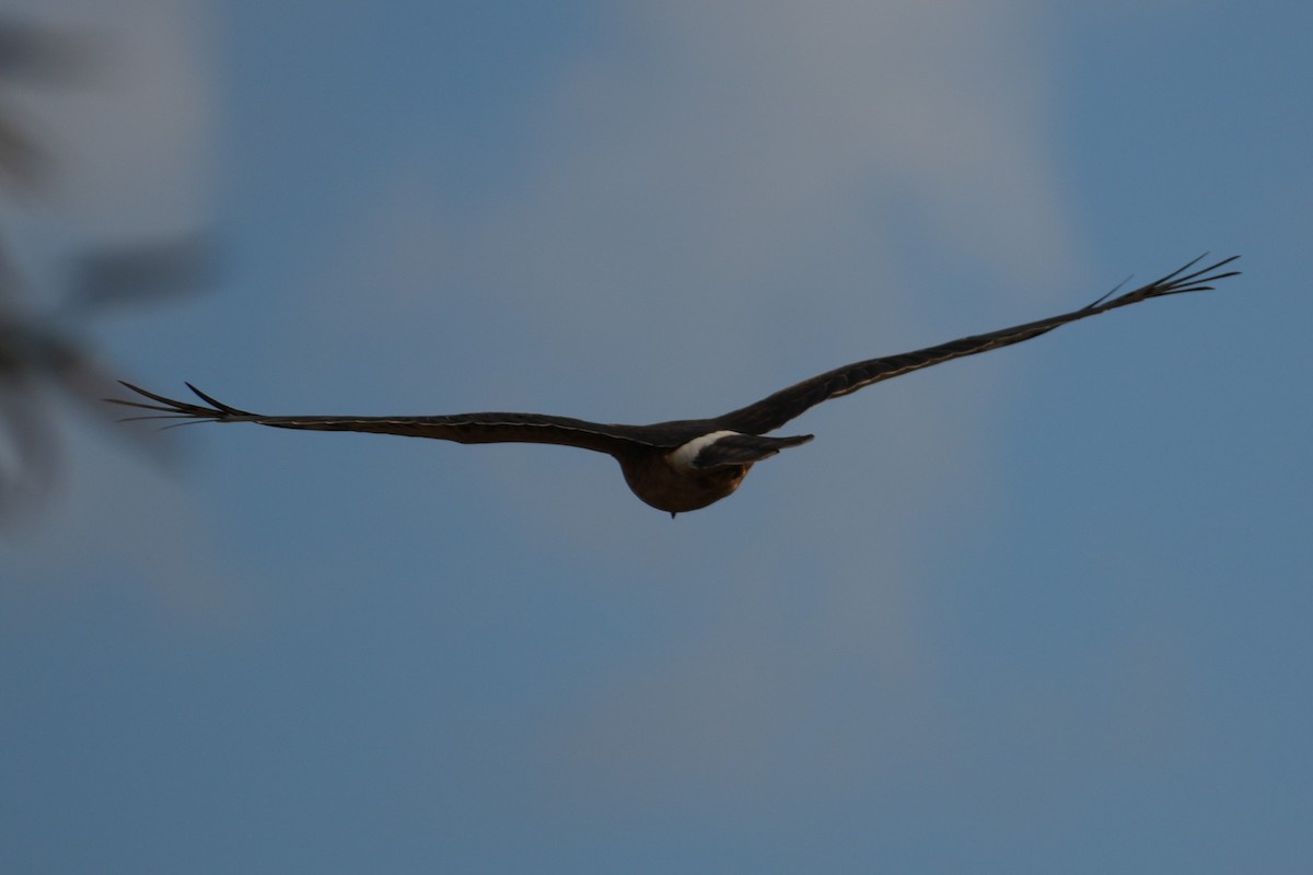 mørkmyrhauk - ML645193909