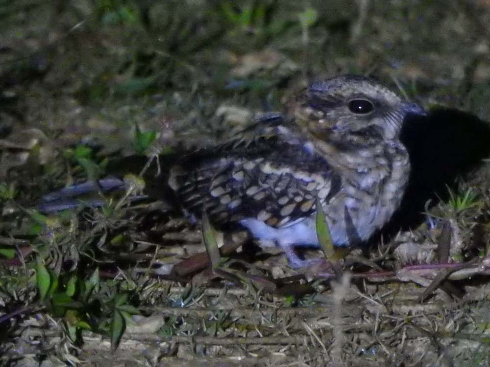 White-tailed Nightjar - ML645193910