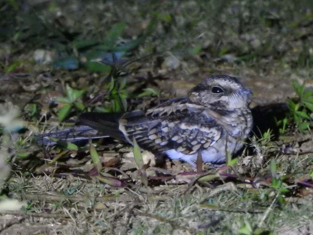 White-tailed Nightjar - ML645193912