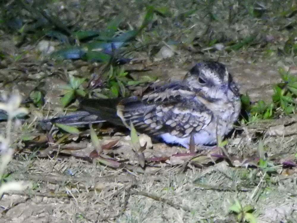 White-tailed Nightjar - ML645193913