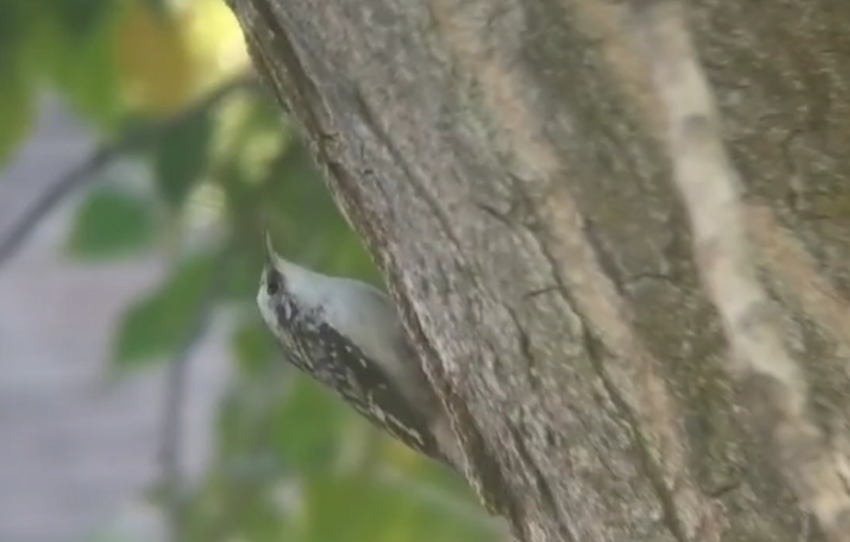 Brown Creeper - ML645193914