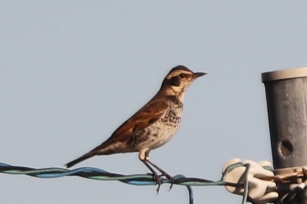 svartflekktrost - ML645193916