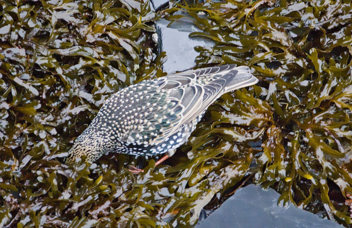 Storno - ML645193919