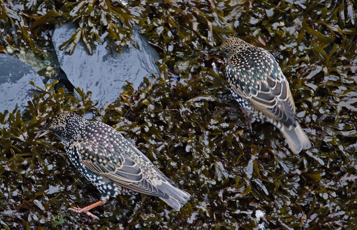 Storno - ML645193920