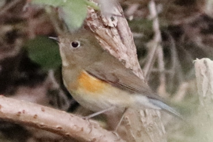 blåstjert - ML645193925