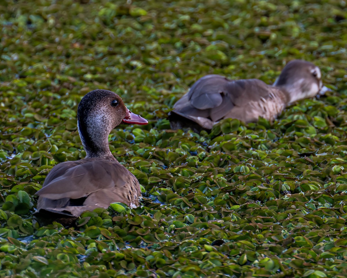 Brazilian Teal - ML645193928