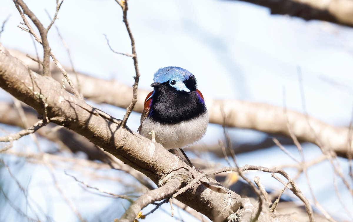 Purple-backed Fairywren - ML645193930
