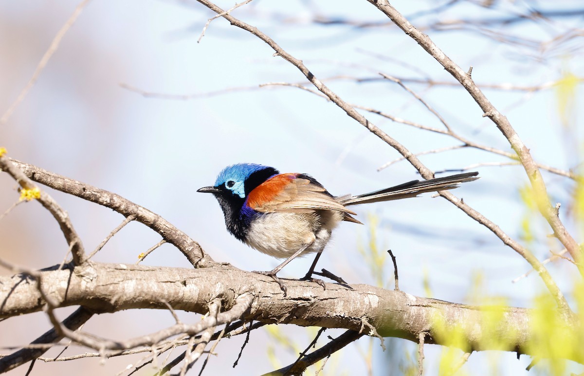 Purple-backed Fairywren - ML645193931