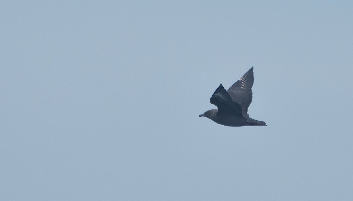 South Polar Skua - ML645193933
