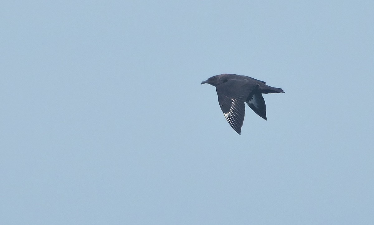 South Polar Skua - ML645193934