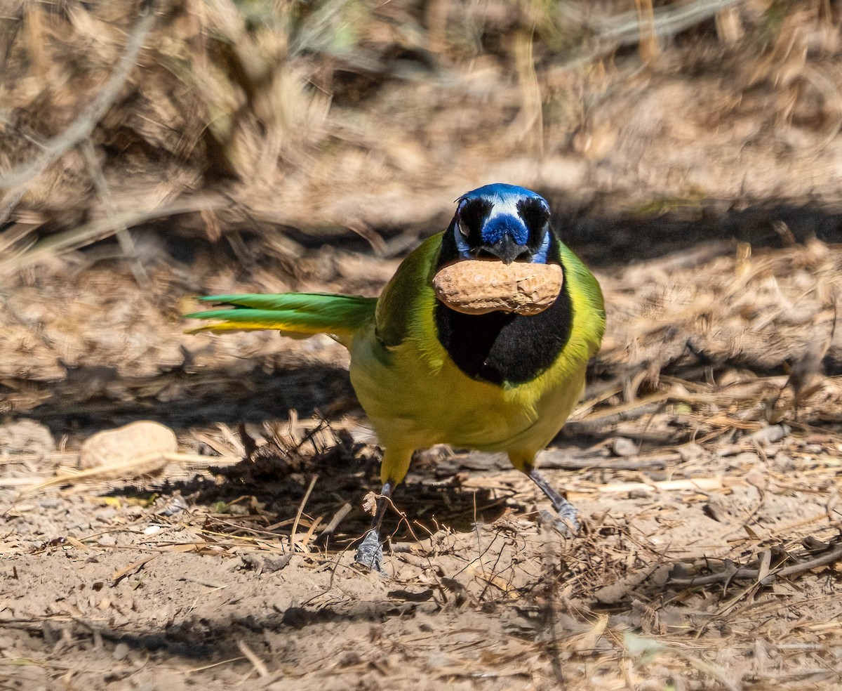 Geai vert - ML645193935