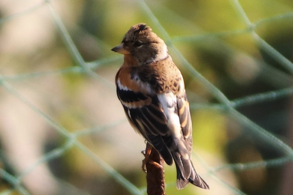 bjørkefink - ML645193954