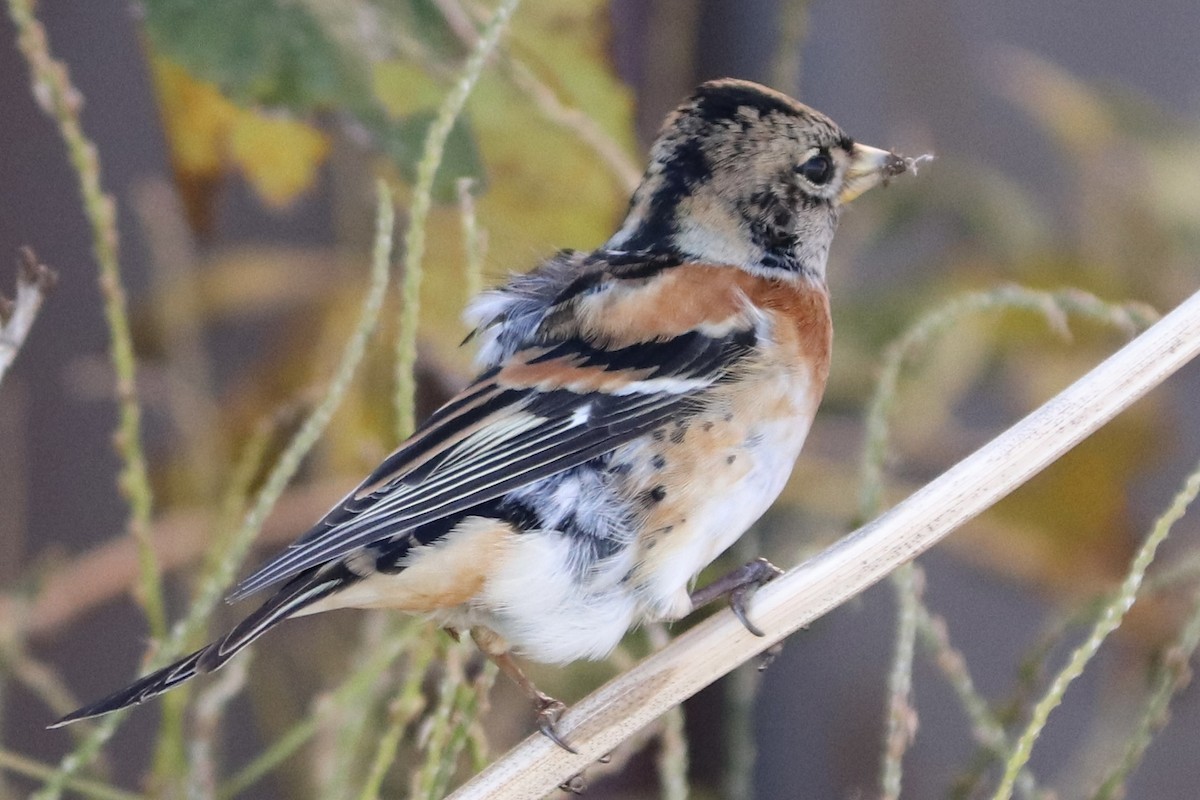 bjørkefink - ML645193955