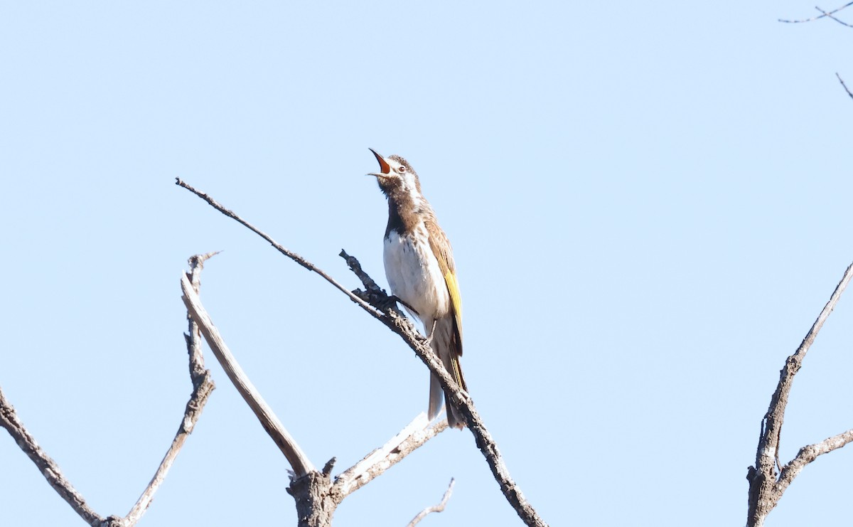 White-fronted Honeyeater - ML645193956
