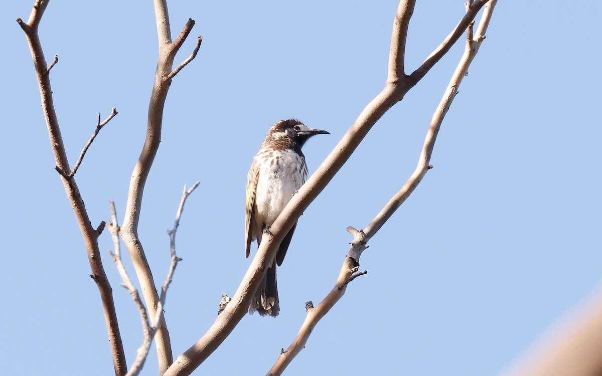 White-fronted Honeyeater - ML645193957