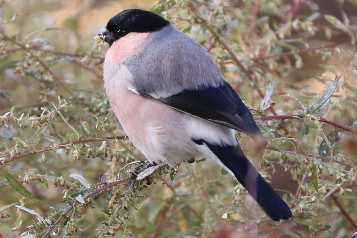 dompap - ML645193979